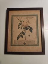 lithographie ancienne de rose 