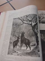 Livre ancien 1882 - la chasse illustrée -vie de nos campagne