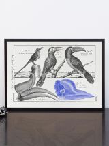  Lithographie gravure oiseaux vintage format A4