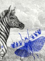  Gravure illustration zèbre - jardin d’acclimatation 1850