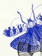 Gravure poisson insectes vintage