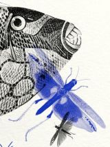 Gravure poisson insectes vintage