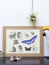 Gravure lithographie lémurien papillon insecte