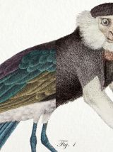Chimère - gravure lithographie - le kamidouc et le parromich