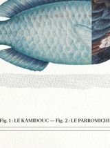 Chimère - gravure lithographie - le kamidouc et le parromich