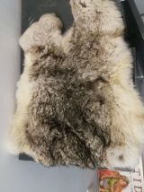 Petite peau d'animal 