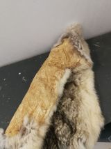 Petite peau d'animal 