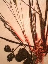 Lampe boule Herbier vintage