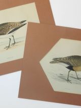 Lithogravure Oiseau - Morris