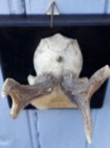 trophée massacre de chevreuil