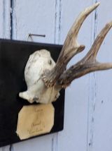 trophée massacre de chevreuil