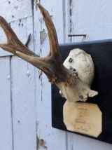 trophée massacre de chevreuil