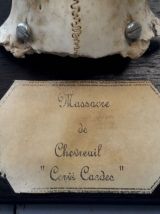 trophée massacre de chevreuil