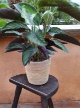 Tabouret tripode de traite/de ferme bois foncé, brutaliste 