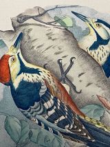 Planche Ornithologique J.G. Keulemans "Picus Leuconotus"