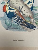 Planche Ornithologique J.G. Keulemans "Picus Leuconotus"