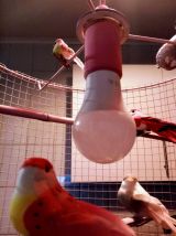 Plafonnier, lustre cage d'oiseaux, lampe volière dorée