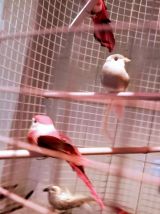 Plafonnier, lustre cage d'oiseaux, lampe volière dorée