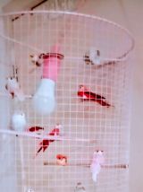 Plafonnier, lustre cage d'oiseaux, lampe volière dorée