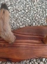 patère  bois, pied  de chevreuil