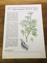 Illustrations botaniques années 80 Cigue