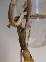 Porte-bougie chauffe-plat roses en papier - Paper Roses 