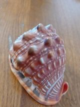 Coquillage tropical casque rouge - Cypraecassis rufa