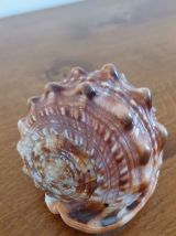 Coquillage tropical casque rouge - Cypraecassis rufa