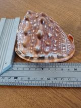 Coquillage tropical casque rouge - Cypraecassis rufa