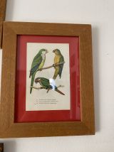 2 cadres ornithologiques oiseaux de cage.