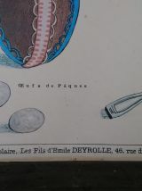  Affiche pédagogique Deyrolle - Le cacao 
