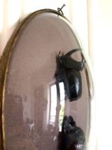 Cadre couple de scarabées naturalisés 