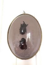 Cadre couple de scarabées naturalisés 