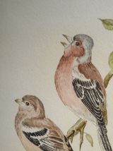 Empreinte d'une paire de Chaffinch