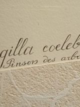 Empreinte d'une paire de Chaffinch