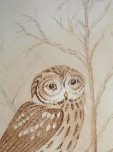 Chouette Hulotte / Tawny Owl