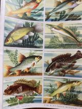 2 anciennes planches scolaires poissons et papillons.