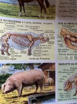 2 anciennes planches scolaires mammifères et dinosaures.