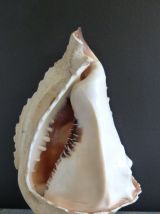 Lampe veilleuse coquillage camée décor mythologique