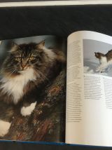 Chats autour du monde