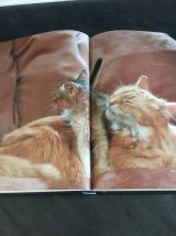Les chats comportement et caractères