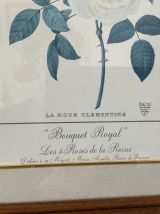 Reproduction botanique Redouté