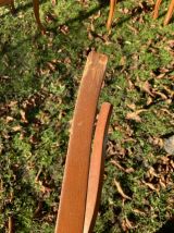 6 chaises cannées Louis Philippe