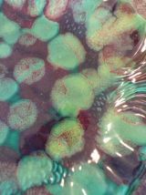 Plat Forme  poisson Vallauris vintage