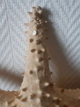 Etoile de mer cabinet de curiosité 33 cm 