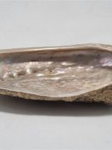 Vide poche coquillage