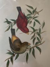 Cadre ornithologique de J&amp;E Gould.