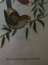 Cadre ornithologique de J&amp;E Gould.