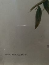 Cadre ornithologique de J&amp;E Gould.