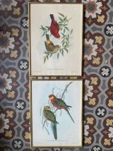 Cadre ornithologique de J&amp;E Gould.